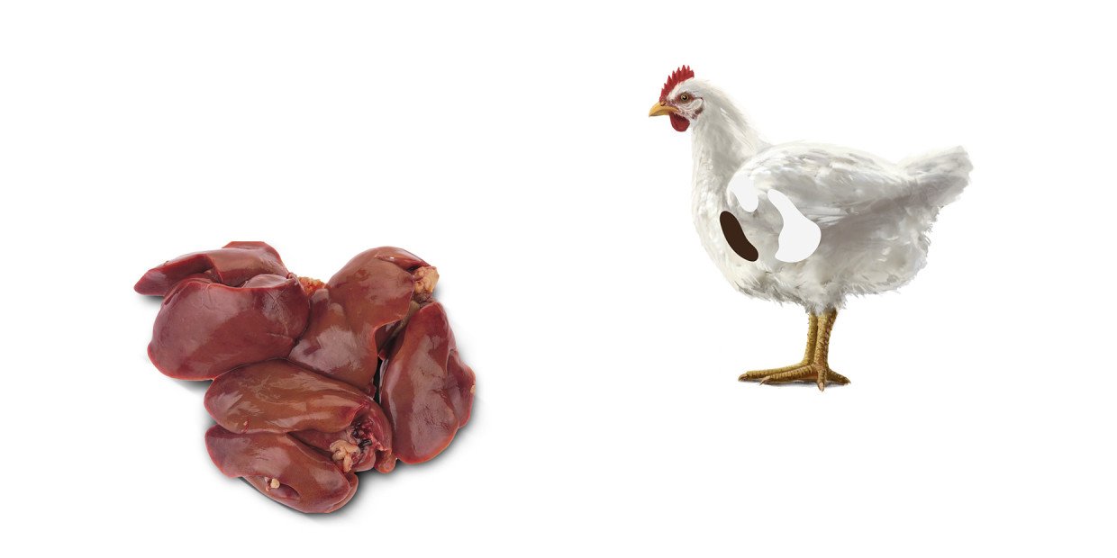 Fleischkunde-Poulet-Leber