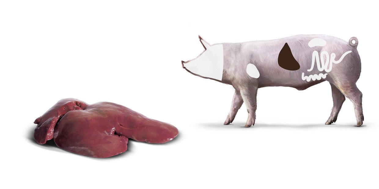 Fleischkunde Schwein Leber
