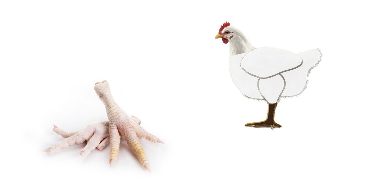 Fleischkunde Poulet Fuesse