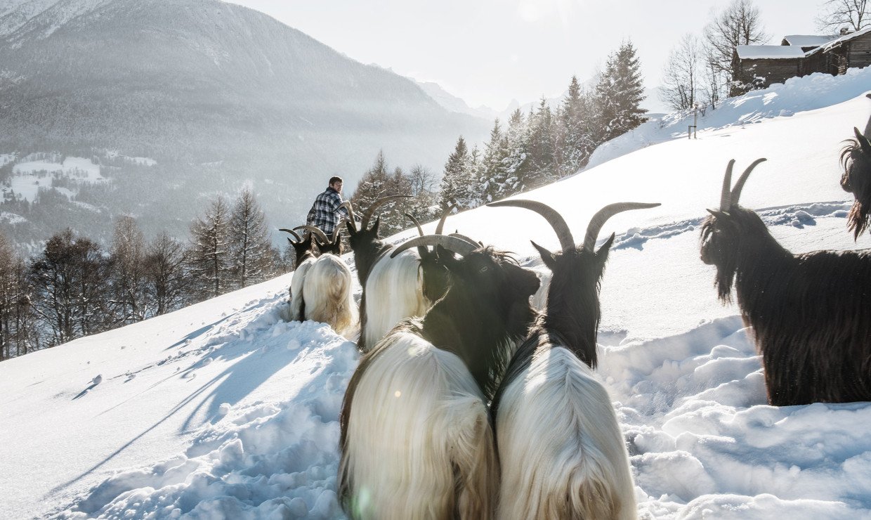 Ziegenzucht in der Schweiz