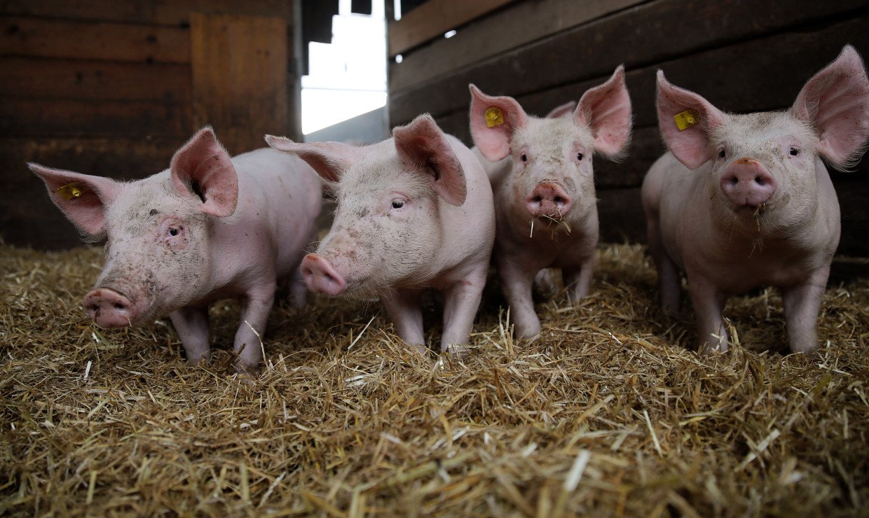 Schweine