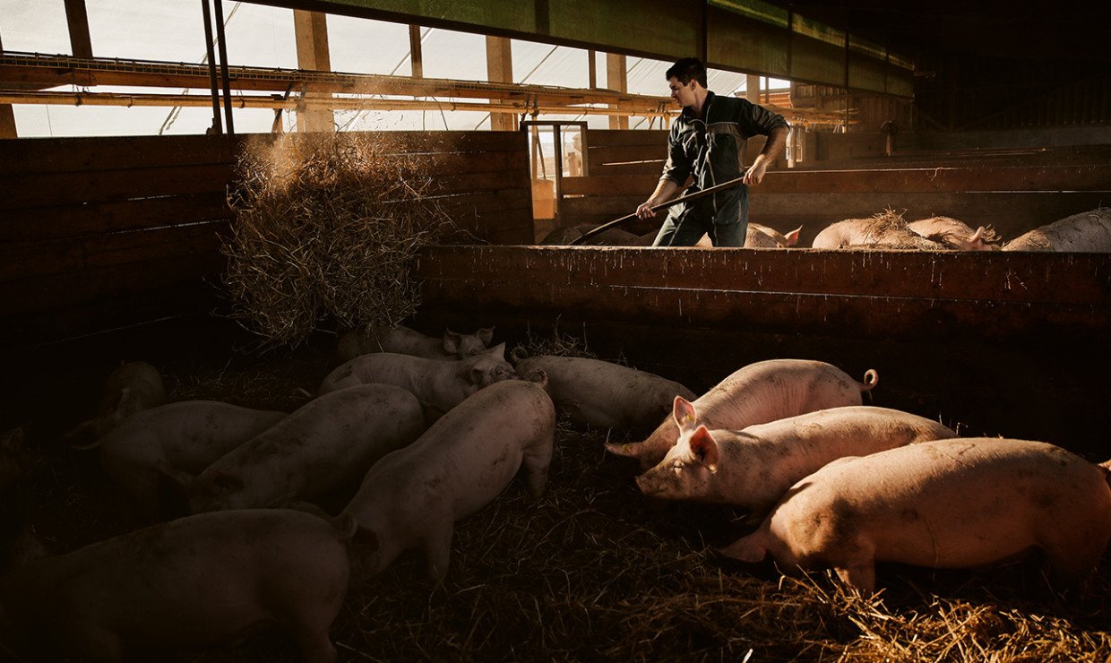 weniger Schweine