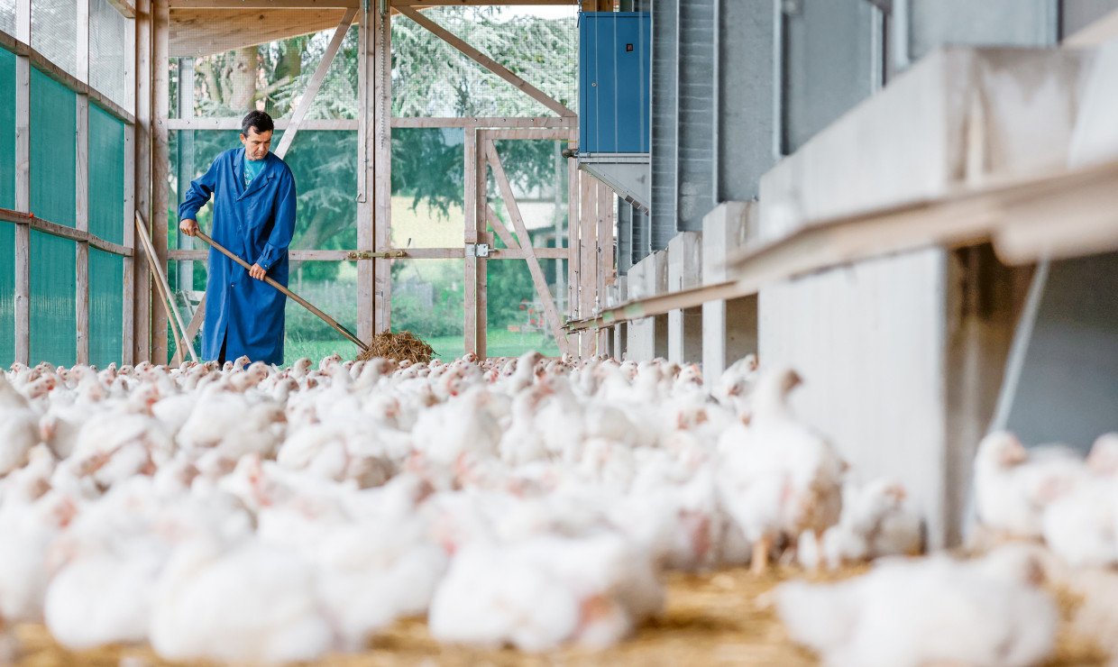 MuG Jahresserie Poulet Facts Figures