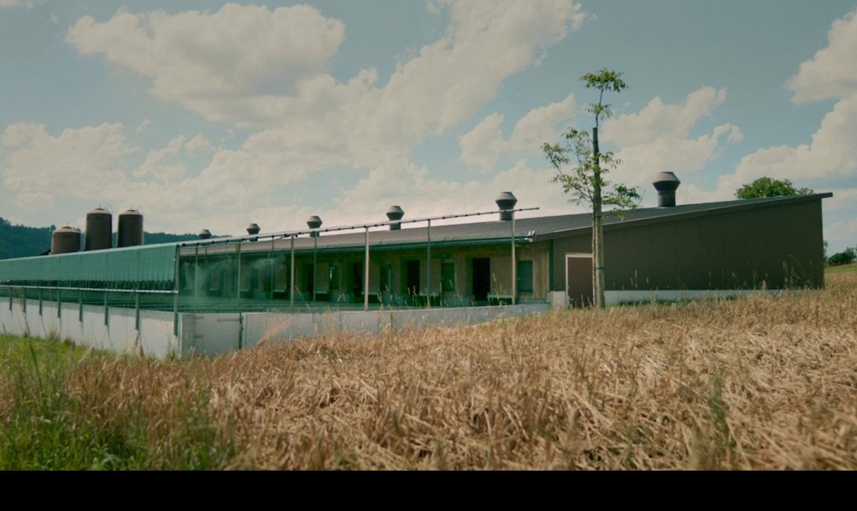 Der feine Unterschied Herobild (Bucher)