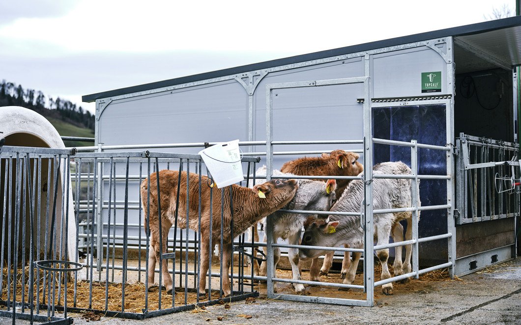 Kalb im Gehege