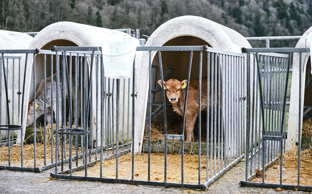 Kalb im Gehege