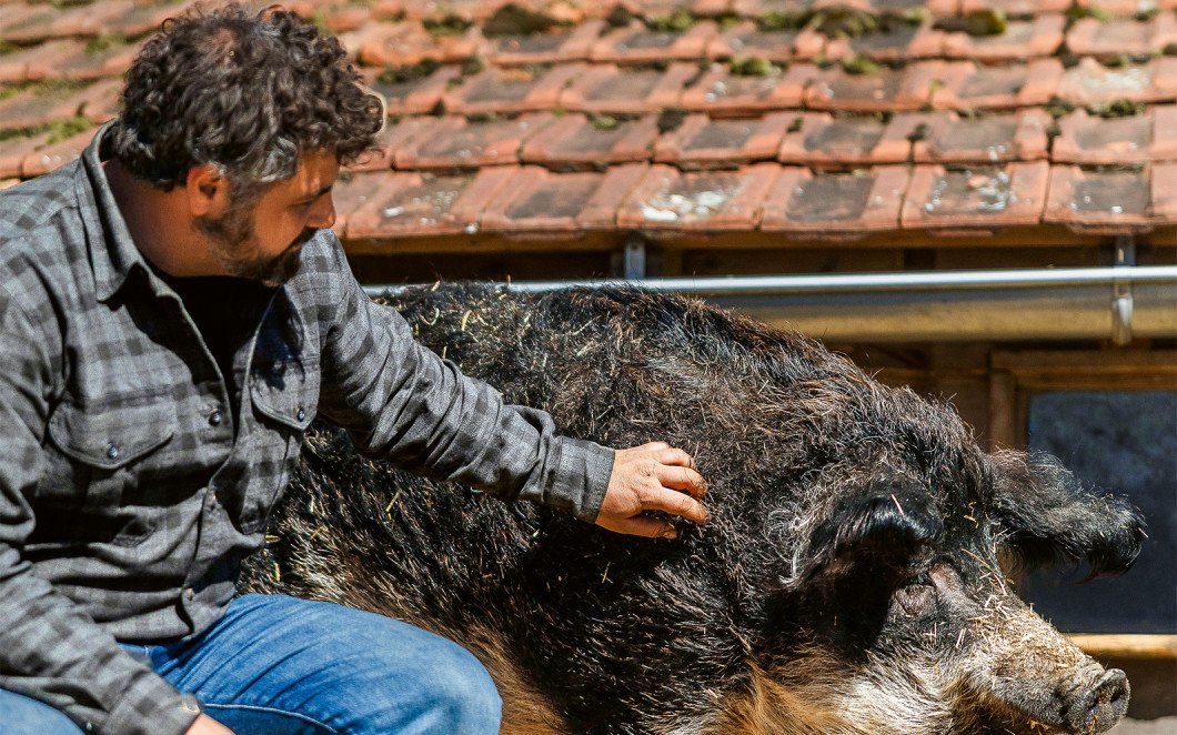 Person streichelt Schwein