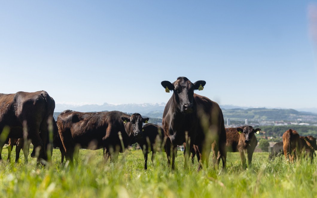 Wagyu-Rinder auf einer Weide