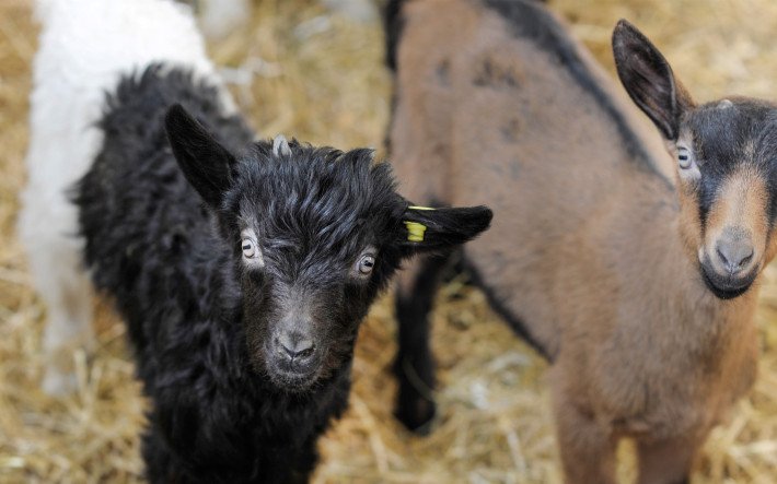 Des chèvres à col noir du Valais et des chèvres alpines chamoisées