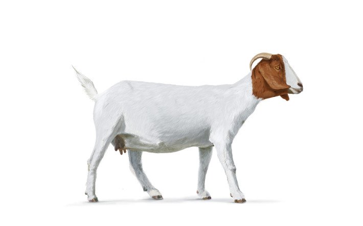 Burenziege