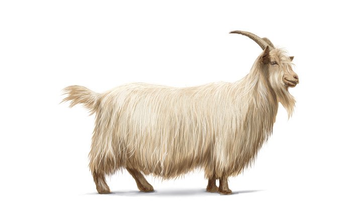 Capra Sempione
