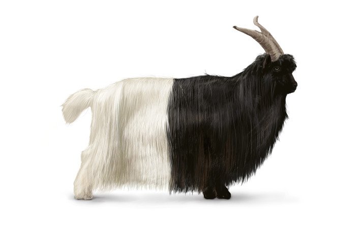 Schwarzhalsziege