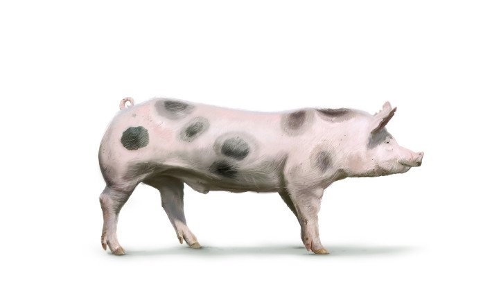 Pietrain