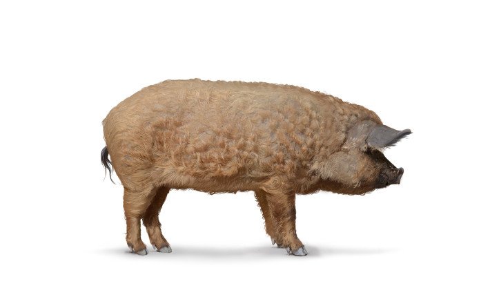 Wollschwein