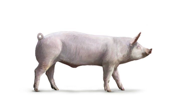 Klasse_Rasse_Schweine_Edelschwein_Vaterlinie
