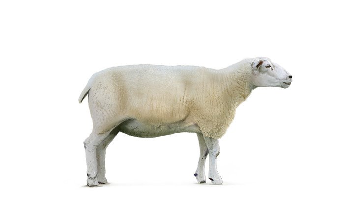 Texelschaf