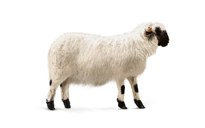 Walliser Schwarznasenschaf
