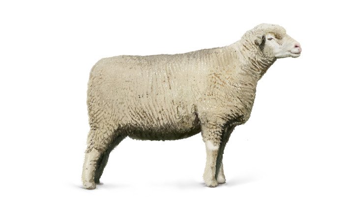 Weisses Alpenschaf