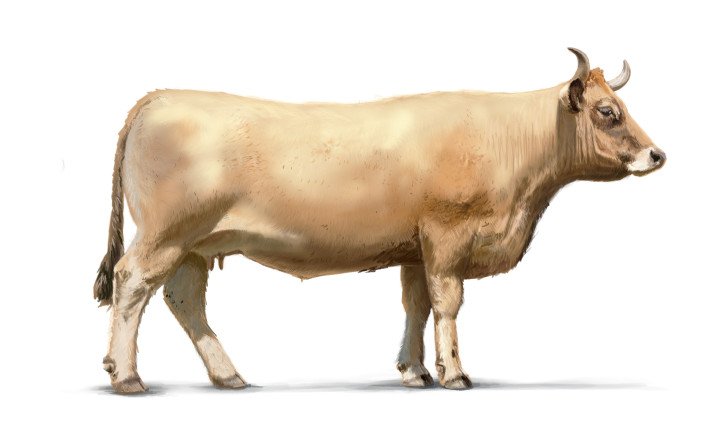 Aubrac Rind