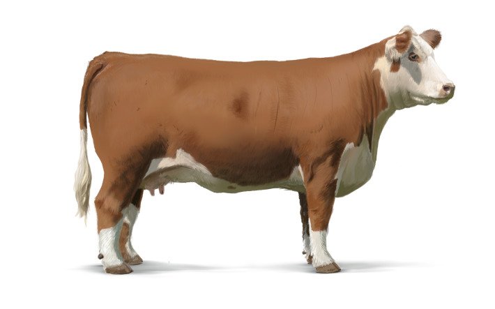 Hereford Rind