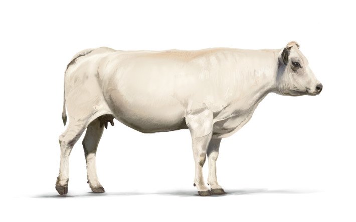 Piemonteser Rind