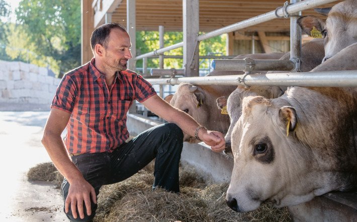 Kaspar Müller avec ses bœufs