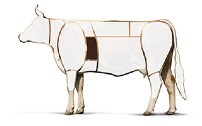 Illustration Rind Federstück