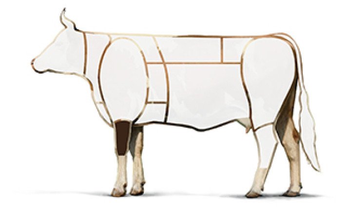 Illustration Rind Vorderviertel