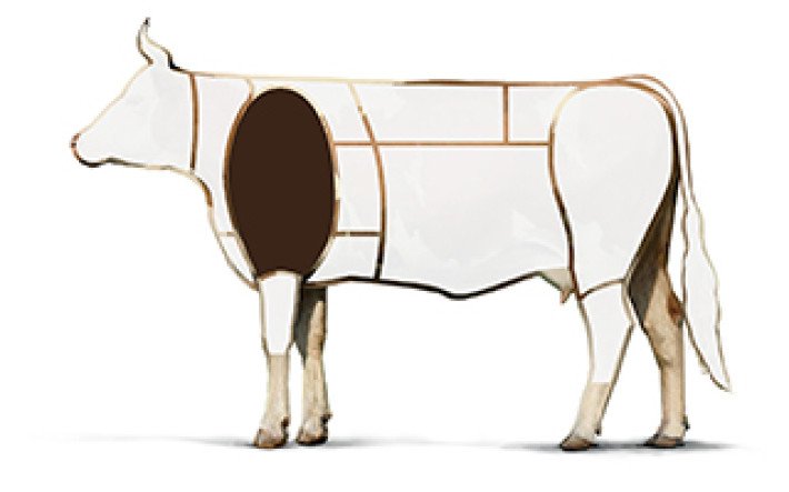 Illustration Rind Schulter