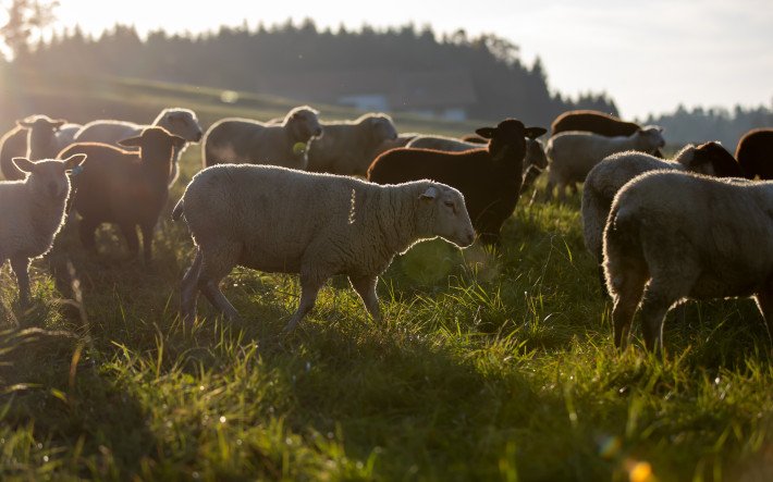 Schafe auf der Weide