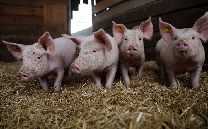 Schweine