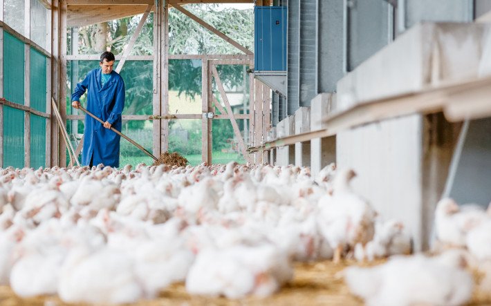 MuG Jahresserie Poulet Facts Figures