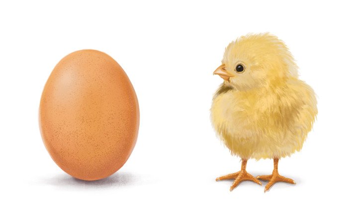 MuG Facts Figures Vom Ei zum Poulet