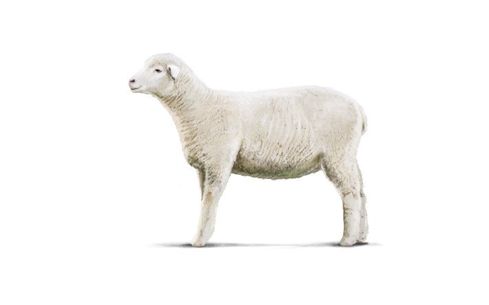 Fleischkunde Hero Lamm