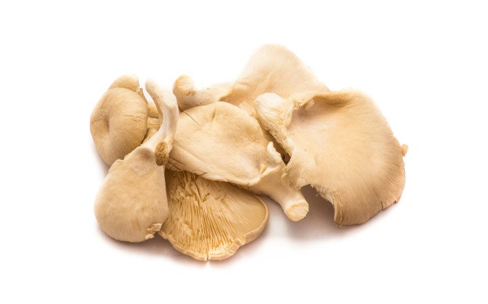 Pilze Austernpilze