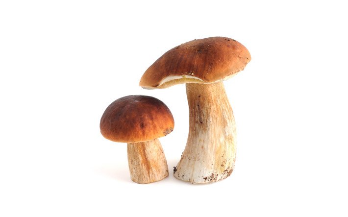 Pilze Steinpilze
