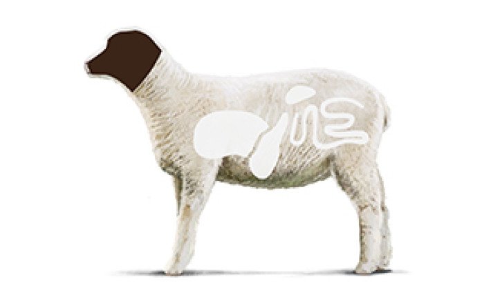 Fleischkunde Lamm Innereien 1