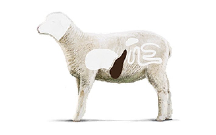 Fleischkunde Lamm Innereien 2