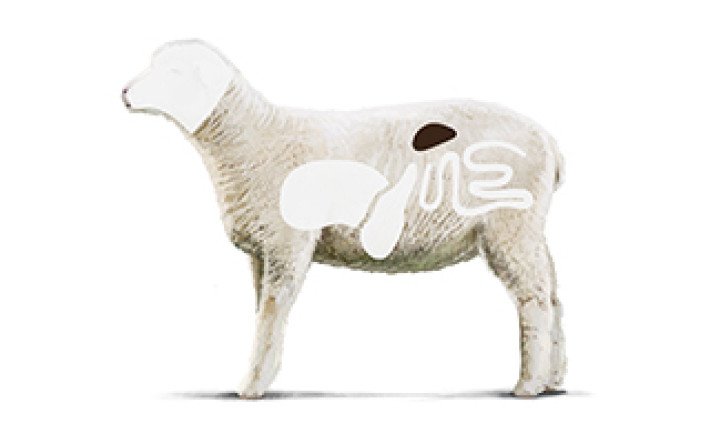 Fleischkunde Lamm Innereien 3