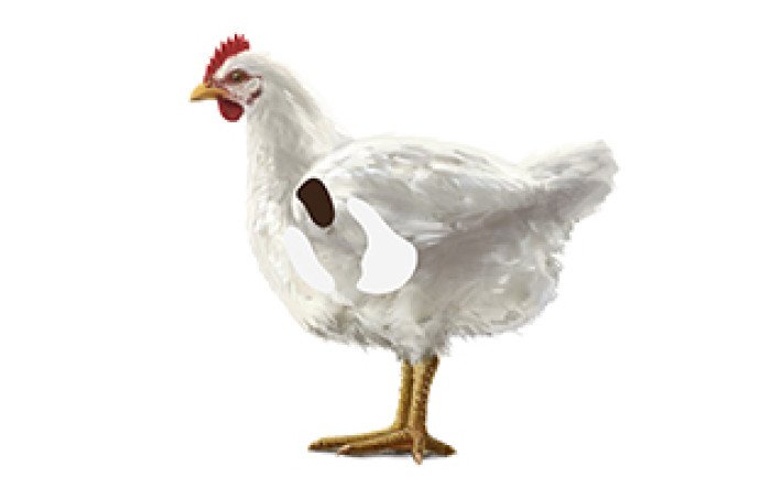 Fleischkunde Poulet Innereien Herz