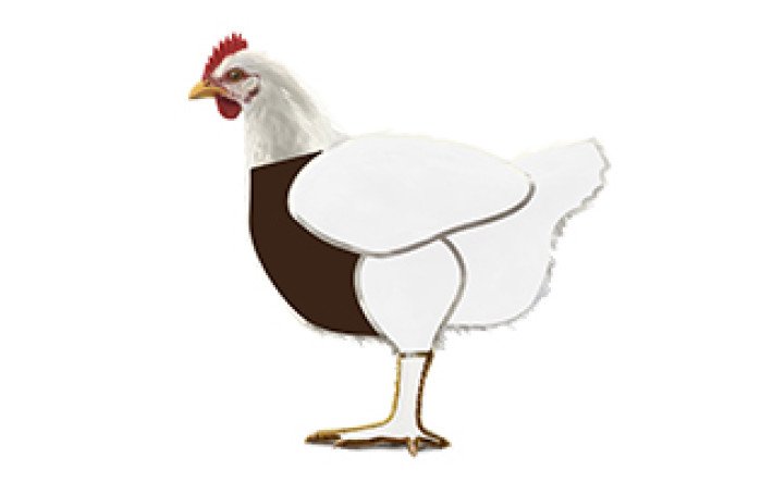 Fleischkunde Poulet Meatcuts Brust