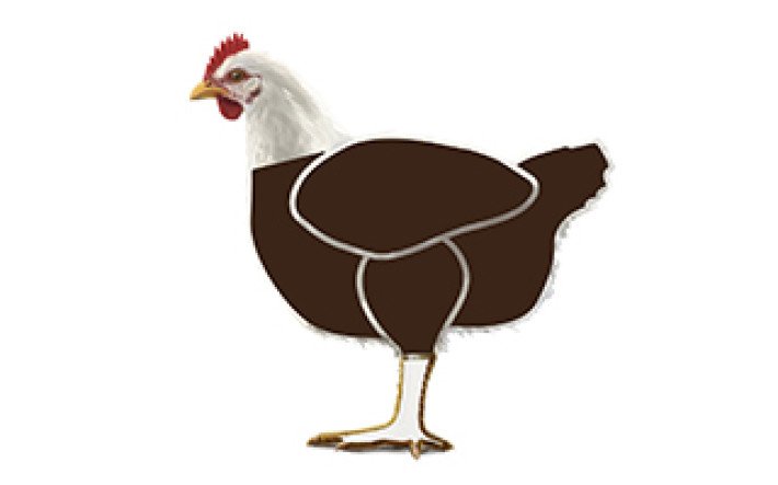 Fleischkunde Poulet Meatcuts ganzes poulet