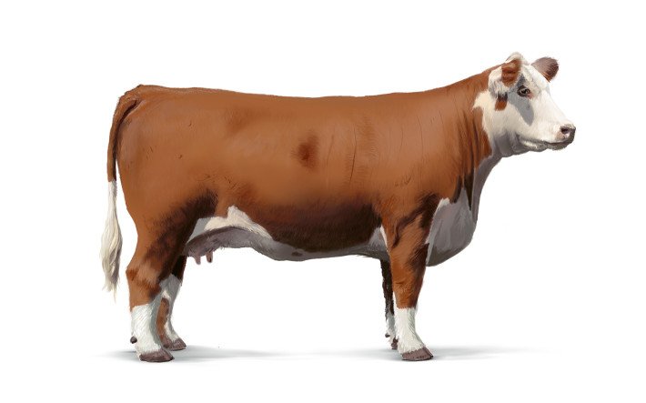 Milch-/Zuchtkuh