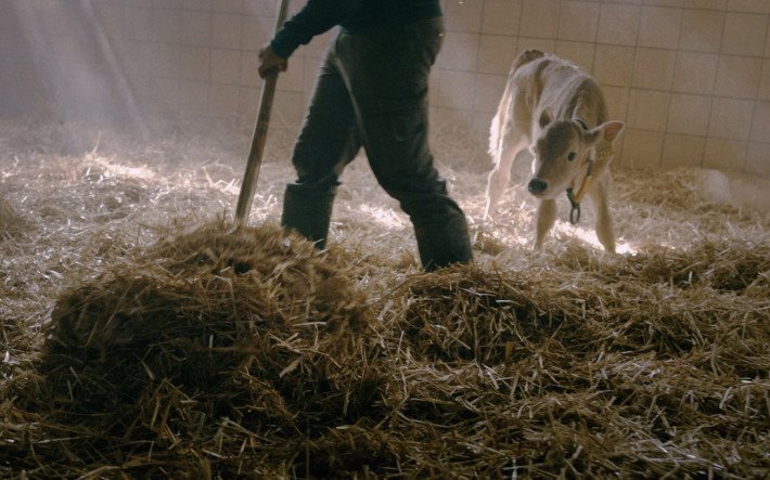 Man working in stall