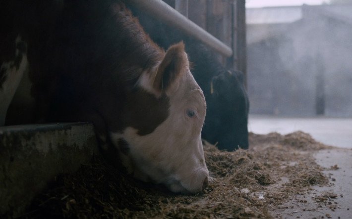 Cows eating
