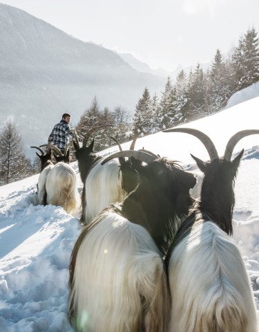 Ziegenzucht in der Schweiz