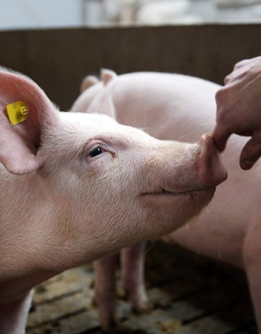 Schweinezucht in der Schweiz