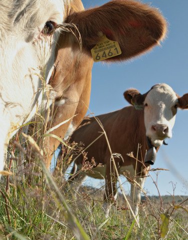 Bilder-Proviande-Rinder-5