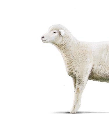 Fleischkunde Hero Lamm