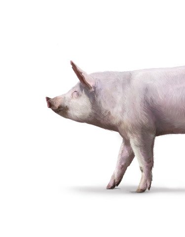 Schwein